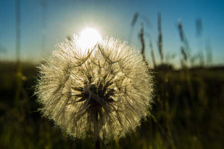 White single dandelion lit by the sunの写真素材
