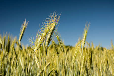 Ears of grain on the background of the heaven