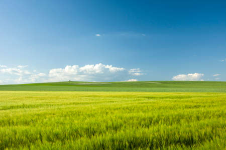 Yellow cereal in the field