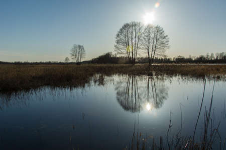 Flooded meadow and sun over the treesの写真素材