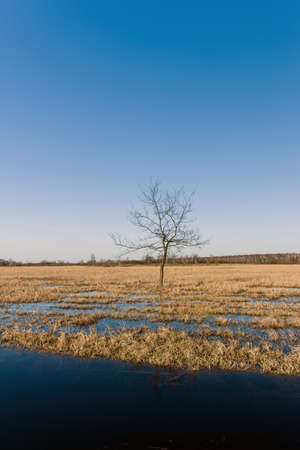 Single tree on a flooded meadowの写真素材