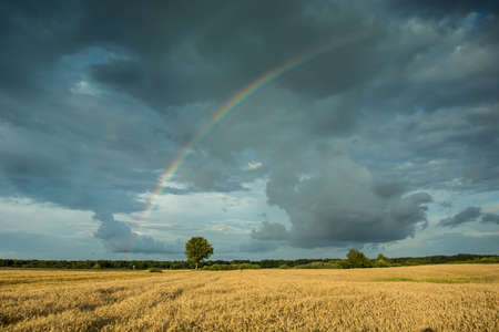 Rainbow on a dark cloudy sky above the fieldsの写真素材