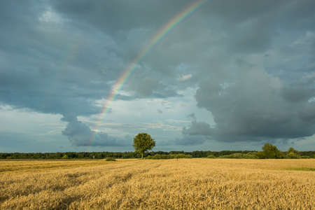 Field of grain, lonely tree and rainbow in the skyの写真素材