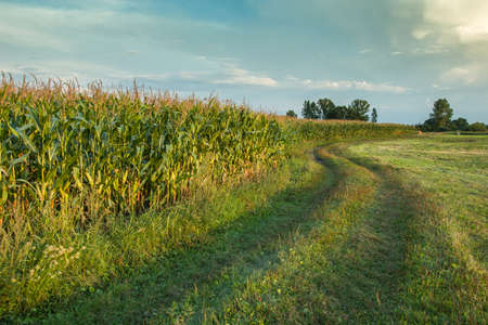 Winding road near a meadow and a corn field in the light of the evening sun