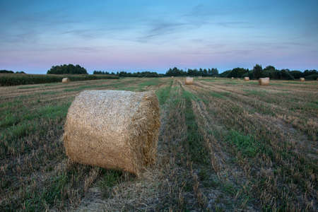 Round bales of hay in the field and after sunset