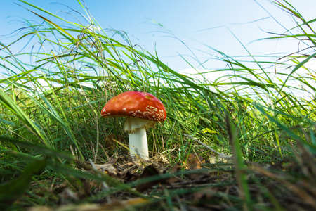 Red fly agaric in green grass