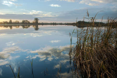 Dry water reeds and reflection of clouds in the lake