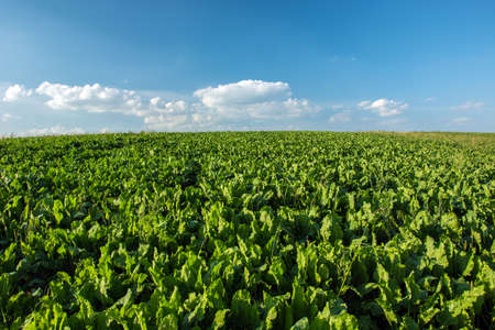 Large field of fodder beets, horizon and white clouds on a blue sky