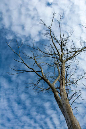 Dry dead tree on a background of clouds in the sky