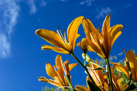 Yellow lily flowers against the skyの写真素材