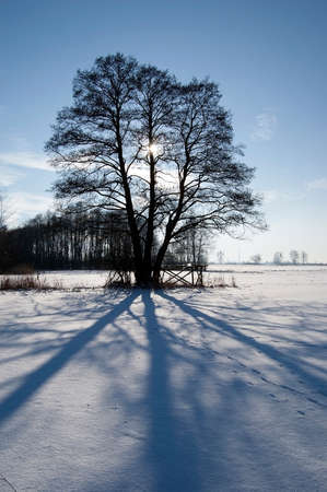 The sun behind the treeの写真素材