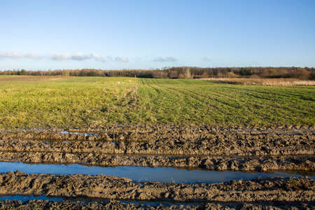 Muddy road, green field, forest and clouds on blue skyの写真素材