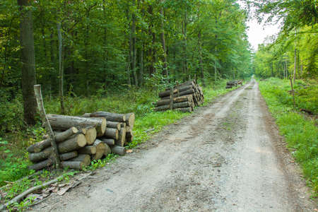 Felled trees by the road in the green forest
