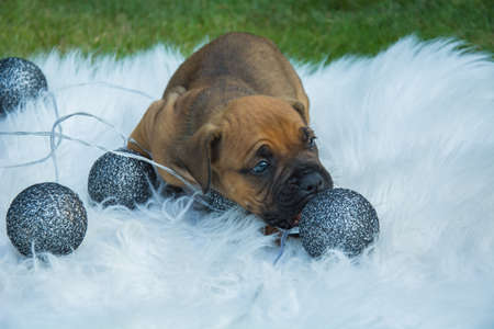 Small brown puppy biting a silver ballの写真素材