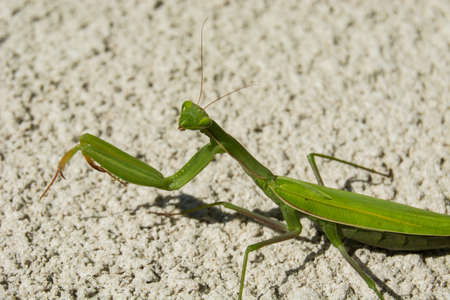 A female green mantis looking at the lens on a summer sunny day on the ground - a portrait