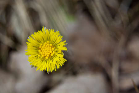 Yellow flower and brown leaves - closeupの写真素材