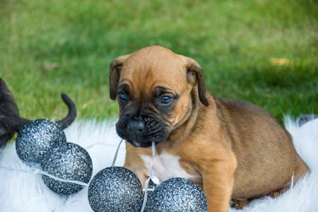 Small brown puppy playing in the airの写真素材