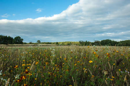 Meadow with yellow flowers, forest and cloud in the sky