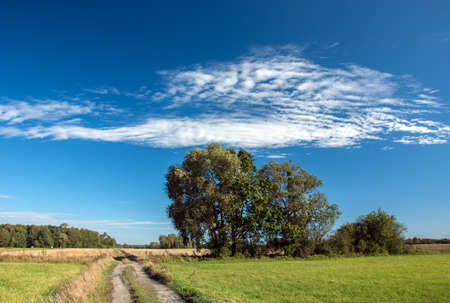 Big trees growing along country road and white clouds on blue skyの写真素材