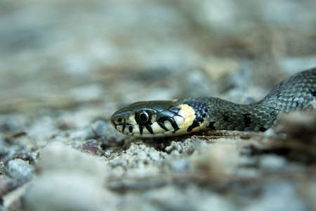 Grass snake crawling on the ground - close-upの写真素材