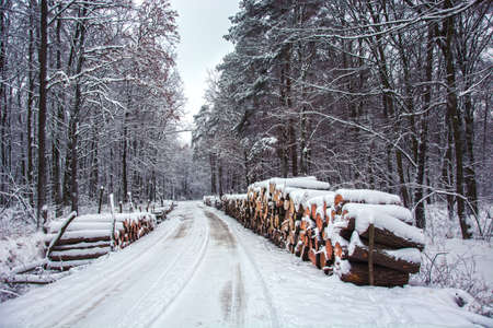 Logs of wood by the road through the mystical forest - beauty winter dayの写真素材
