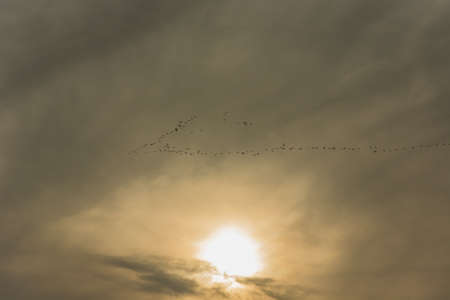 The key of birds flying over the sun behind the cloudsの写真素材