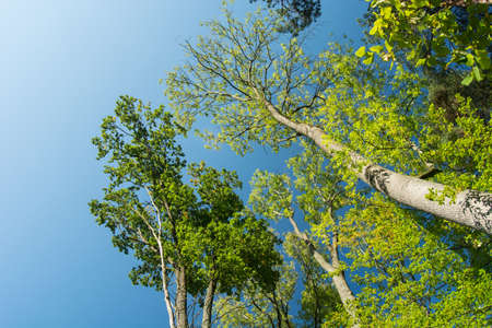 Crowns of deciduous trees on the sky background - bottom view up