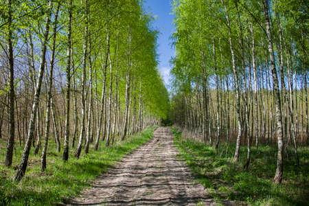 green birch trees avenueの写真素材