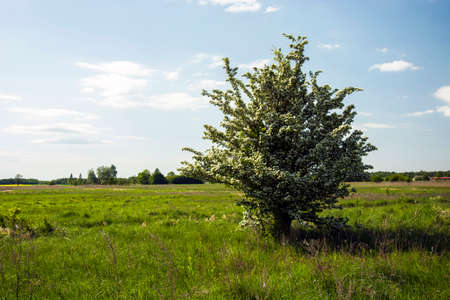 flowering tree on a meadowの写真素材