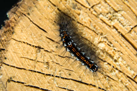 hairy caterpillar on a wood