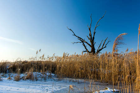old dead tree, reeds and snowの写真素材