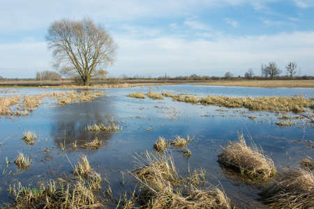 The beauty of wild nature - wet meadow and dry grass, large tree without leaves on the horizon
