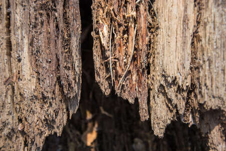 Rotten bark of an old tree on a close-up - backgroundの写真素材