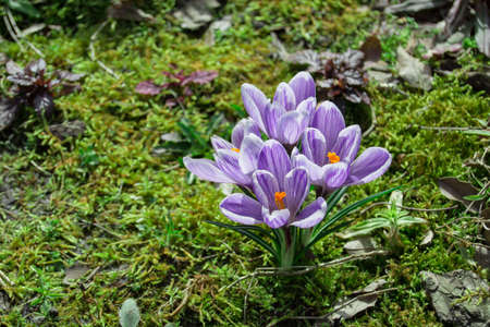 Group of crocus flowers on a sunny spring day - closeupの写真素材