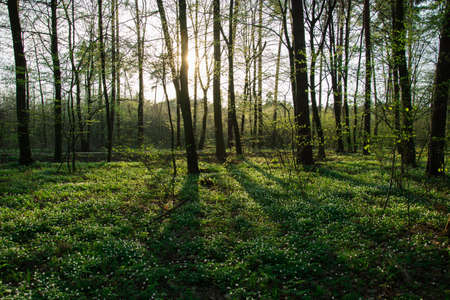 Sun behind a tree in the forest and blooming white flowers - view on a spring sunny day