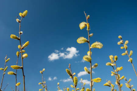 Yellow-white catkins on a blue sky background - view on a sunny dayの写真素材