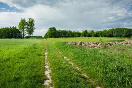 Ground road through green fields, trees and gray clouds on the sky