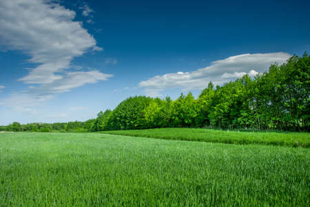 Green field with grain, forest and clouds on a blue sky - CzuÅczyce, Lubelskie, Polandの写真素材