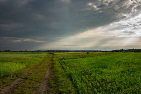 Dirt road through green young fields, horizon and storm clouds in the sky