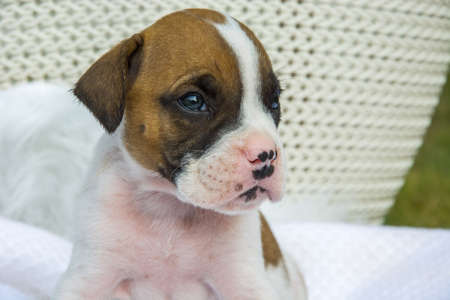 Sweet tiny white brown boxer puppy with nose in spotsの写真素材