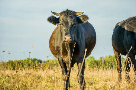 Black cow on the meadow and blue sky. Sajczyce, Polandの写真素材