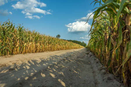 Sandy road through a corn field and blue skyの写真素材