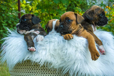 Four boxer puppies in a basketの写真素材