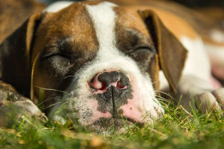 A young boxer dog is sleeping on the grassの写真素材
