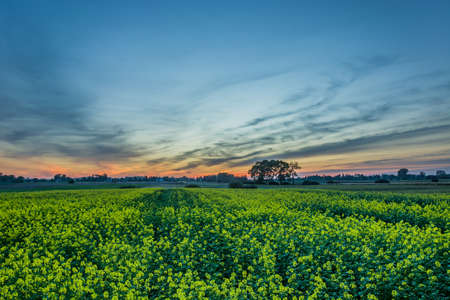 Field of rape and sunset. Sajczyce, Polandの写真素材