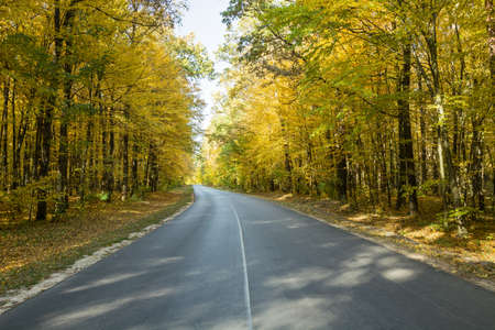 Asphalt road through an autumn forest. Okszow, Poland