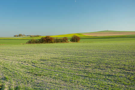 Sown field and autumn bushes, horizon and blue sky