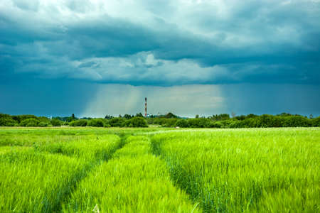 Rainy curtain, horizon and green barley fieldの写真素材