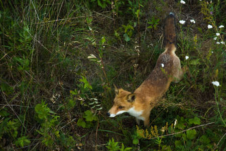 Sniffing big fox in the grassの写真素材
