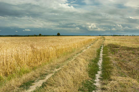 Dirt road and a field of grain, horizon and cloudy skyの写真素材